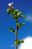 JF078 0439 Hyptis capitata.jpg