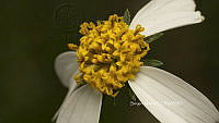SM0290 Bidens odorata.jpg