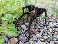 RE009 0045 Aphonopelma pallidum.jpg