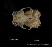 LESS 0446 Lasiurus cinereus cinereus.JPG