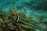 IDG1488 Pomacanthus paru.jpg