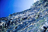 FGM2386 Agave xylonacantha.JPG