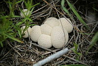 CHH0086 Fungi.jpg