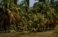 FBA0842 Cocos nucifera.jpg