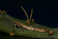 OIEA0004 Cactoblastis cactorum.jpg