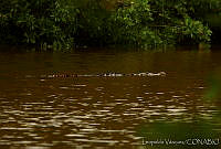 HJ6 0452 Crocodylus acutus.jpg