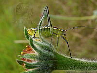 ACL01 Tettigoniidae.jpg