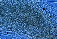 KT018 0210 Phormidium retzii 4.jpg