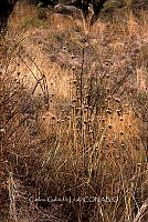 CGL5391 Eryngium yuccifolium.jpg