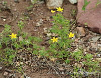 JJBC0385 Oxalis corniculata.JPG