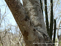 MEGA 0801 Morisonia americana.JPG