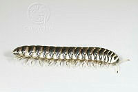 MASM07486 Myriapoda.jpg