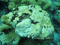 NE018 0886 Pavona duerdeni.jpg