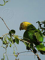 MCS IM0173 Amazona oratrix ssp. Tresmariae.jpg