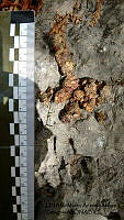 PJ016 0509 Urocyon cinereoargenteus.JPG