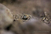 MECM03 Salticidae.jpg