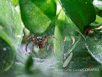 MGG001 Araneidae.jpg