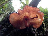 MM001 Auricularia auricula-judae.jpg