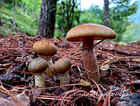 MN6PyH0050 Galerina marginata.jpg