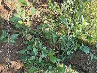 SG019 0042 Solanum nigrescens.jpg