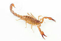 MASM07710 Thorellius sp..jpg