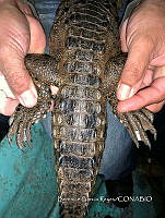 TE001 0009 Crocodylus acutus.jpg