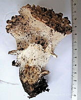 CBA0225 Gomphus sp..JPG