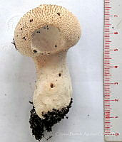 CBA0336 Lycoperdon perlatum.JPG