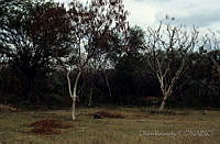 DK2319 Leucaena sp..jpg