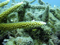 HPE002 Acropora cervicornis.jpg