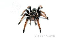 JDBP0079 Brachypelma klaasi.jpg