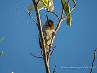 RSA0023 Campylorhynchus rufinucha.jpg