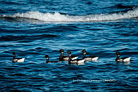 IDG Nat 0060 Branta bernicla.jpg