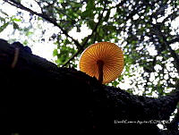 SG002 0259 Heimiomyces tenuipes.jpg