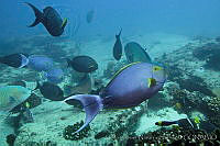 CNS1112 Acanthurus xanthopterus.jpg