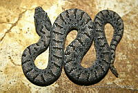 ECA0126 Crotalus transversus.jpg