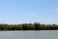 LH002 hum 0460 Phragmites australis.JPG