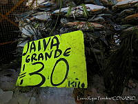 LRP0343 Callinectes sp..jpg