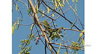 FN005 10 CH 072 Iguana iguana.jpg