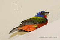 GMG05 Passerina ciris.jpg