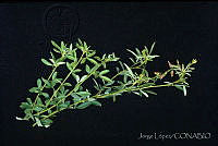 JL0008 Crotalaria longirostrata.jpg