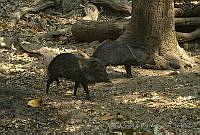 MASM05007 Pecari tajacu.jpg