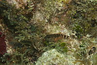 IDG1558 Malacoctenus sp..jpg