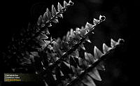 45_PLANTAS_EXPO_2017-02-28_141025_11394.jpg