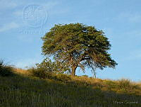 MGvarios40 Chihuahua.jpg