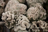 3R 00895 Mammillaria enlongata.tif