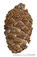 ANP0186 Pinus douglasiana.jpg