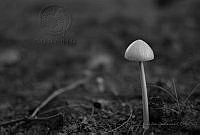 JAG03 Psilocybe sp..jpg