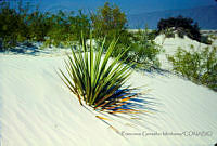 FGM3198 Prosopi juliflora.JPG