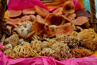 IMDOC Hong 0153 Ramaria sp..jpg